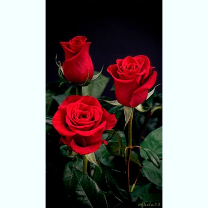 Zapalim � ����������� � ������� ����� ������ ��� hj��