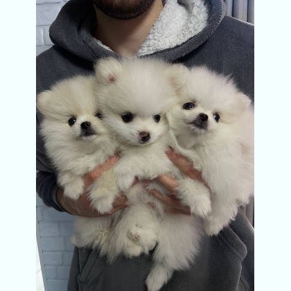 продам  малышей белоснежных шпицов с прививками