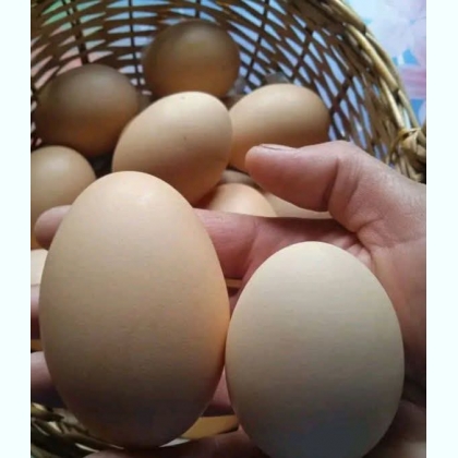 ������ ������� ���� ������ ʳ������ �� ���������� Viber Telegram 