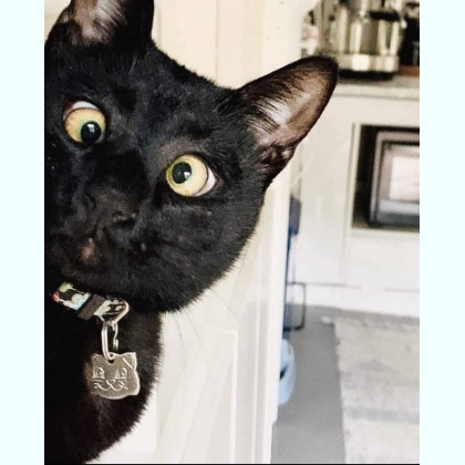 ������ ������ �����������.